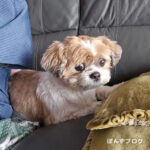 チラージン断ちヨウ素制限一週間経過、鶏肉がうまし