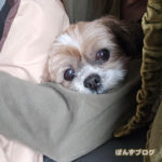 チラージン断ち6日目、ちょっと気だるい感じ