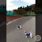 まさかの犬密度