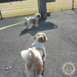 思わぬもふもふギャラリー