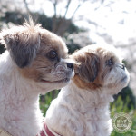 2019花見その２：長生の森公園