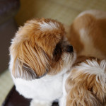 ちょっとだけ、狭そう