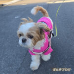 トイレだけおさんぽ