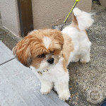 たぬきダッシュ、してきたよ！