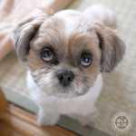 くっきり、ぱっちり！上目づかい！