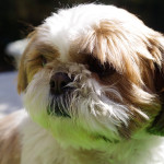 ちょいもふカット