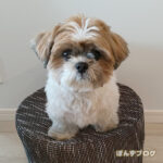 今頃ですが、別犬っぷりを。