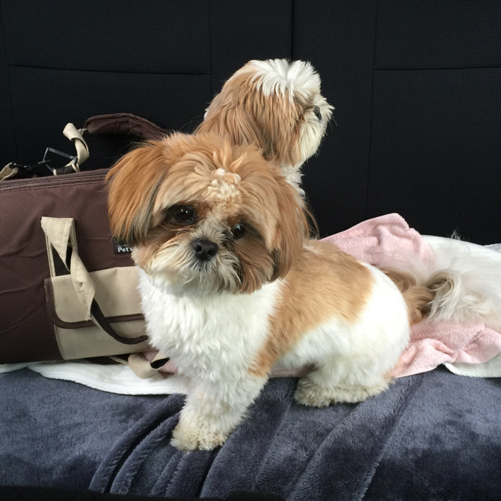 親子で脱もふしました(^0^)