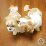 かぼす、脱たぬき！