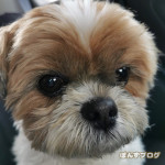 月に１度の脱たぬき