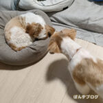 ぽんずまま、起きなかったのに・・・