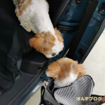 おかえりぽんず～～