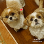 かぼす、変わりすぎ笑