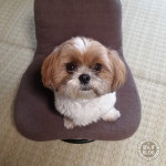 かぼす、脱たぬき！