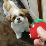 かぼ獣がいぬ間に！