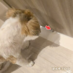 ドア越しに遊ぶ！笑