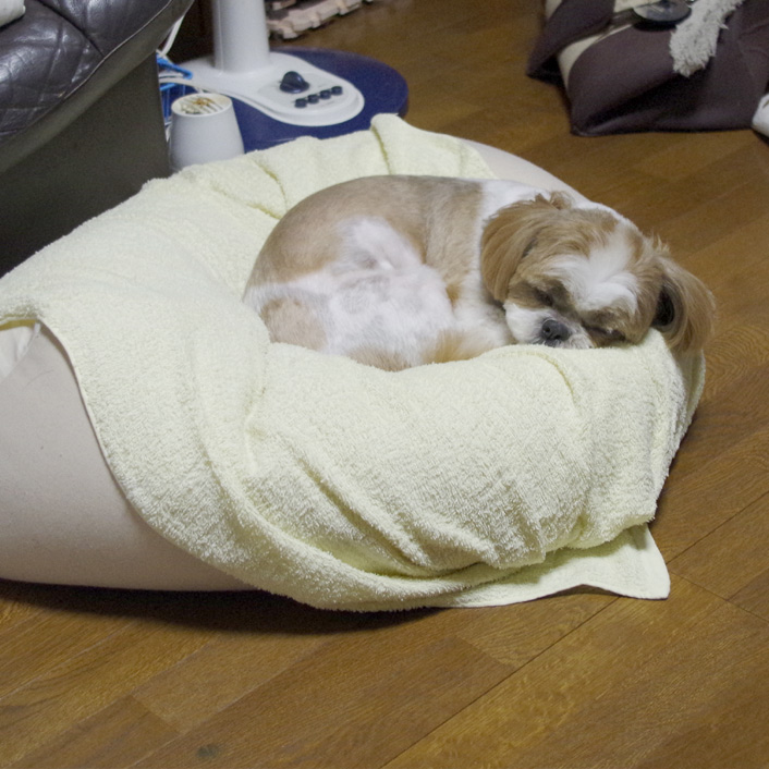 室内ランで、運動するぽんずよ！