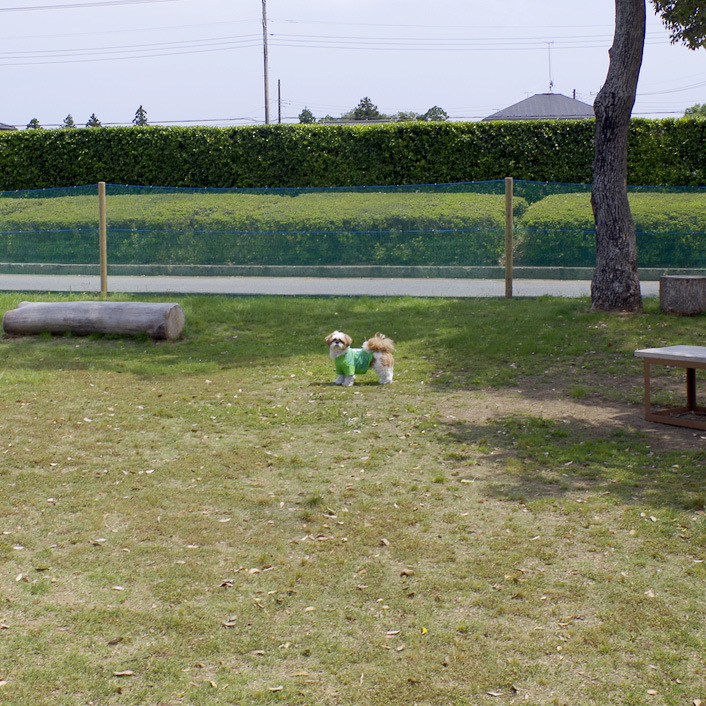 ドッグラン『ふたば農園』にて。