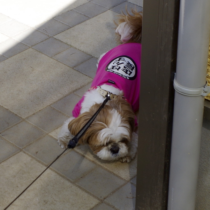 犬見知り、なおらず？（かれんちゃんち）