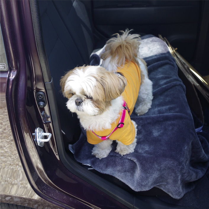 ドッグラン『加恋ちゃん家』でうさ耳ダッシュ！