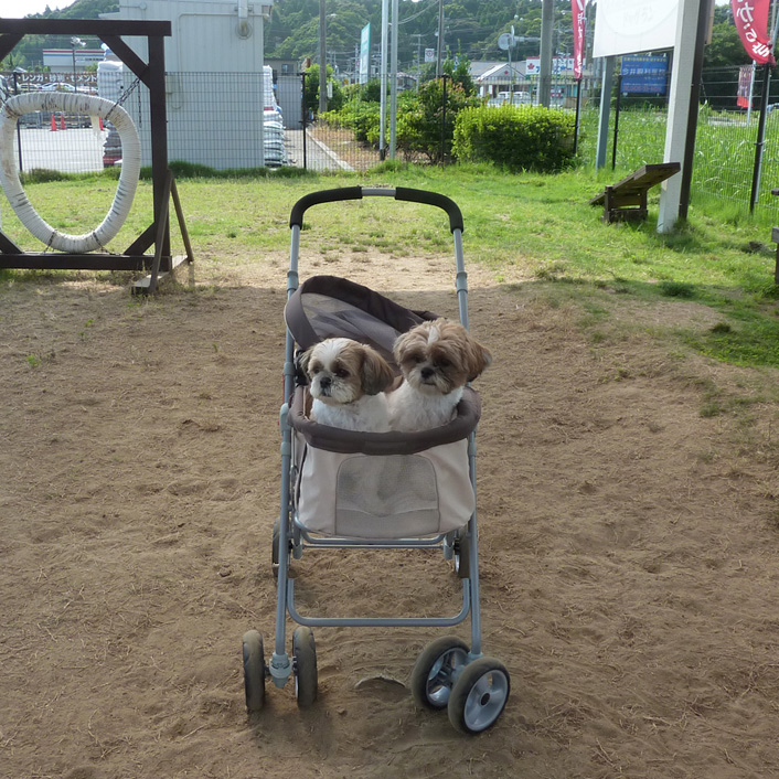 ドッグランは、楽しいね！