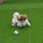 めちゃくちゃ楽しそうな、かぼす