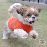 かぼす、全力疾走！