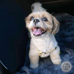 ドッグランに来た…よ？