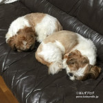 似ていたので、やってみた。