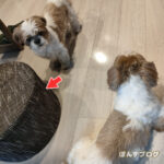 さて、どっちが座ろうか？