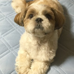 動じる、かぼす。