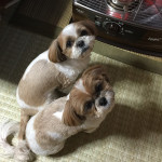 アイコンタクト？