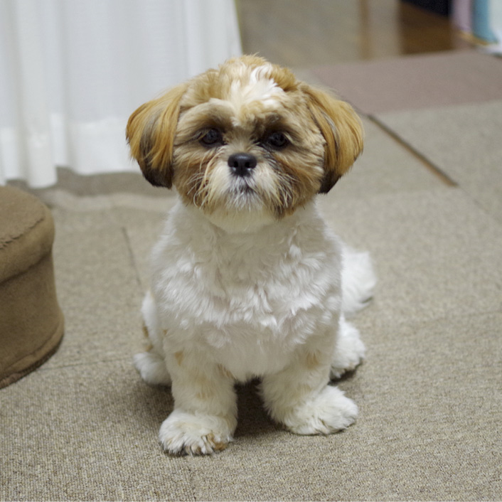 犬用サッカーユニフォーム、前にもプリント！