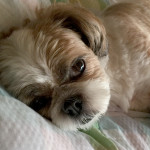 猛暑は一段落？