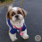 もふ足真っ黒の謎深まる