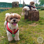 犬見知り、克服ならず？