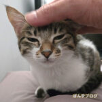 触ってもいいとき