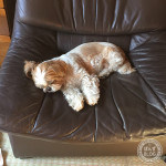 もふ寝を愛する、ぽんず。