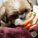 おもちゃ大好きっ子。