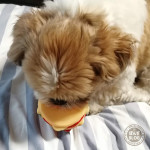 学習したかぼす。