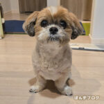 オスワリしてる時の、足