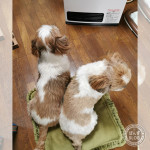 新たなシーズーほいほい