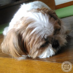 こっちがいいんだ。