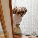 おさんぽ、行くかぼ、かぼ。