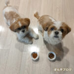 ぎっくり腰？（飼い主）