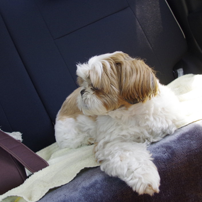 ぽんず交配記（５）：交配最終日！