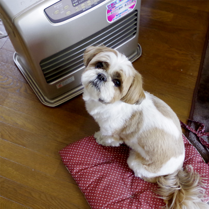 暖房、しまえない。