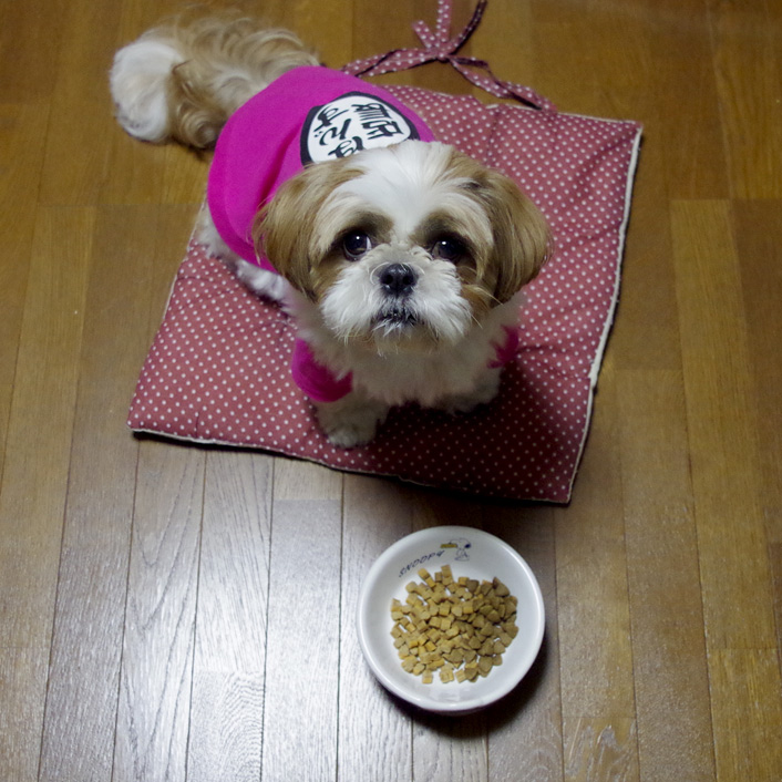 ドッグフード、少しずつ変更するよ