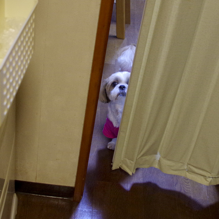 ご飯くれ、でも好き嫌い。