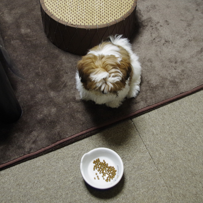 かぼす、器嫌い？？